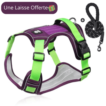 Harnais violet robuste et ergonomique pour chien - CaniGear™