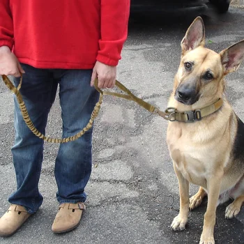 laisse tactique elastique chien