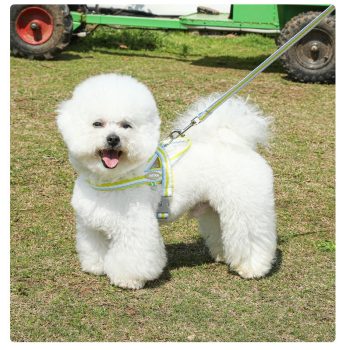 harnais chien securise