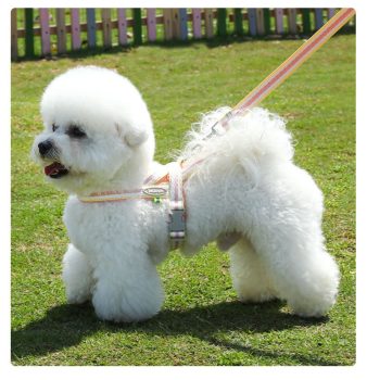 harnais petit chien antifuite