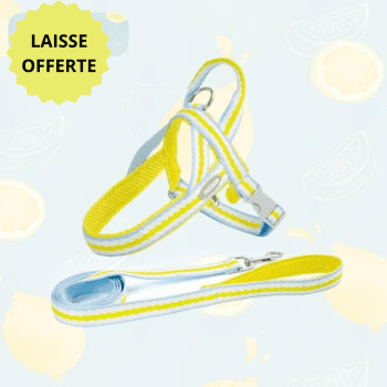 harnais ajustable chien