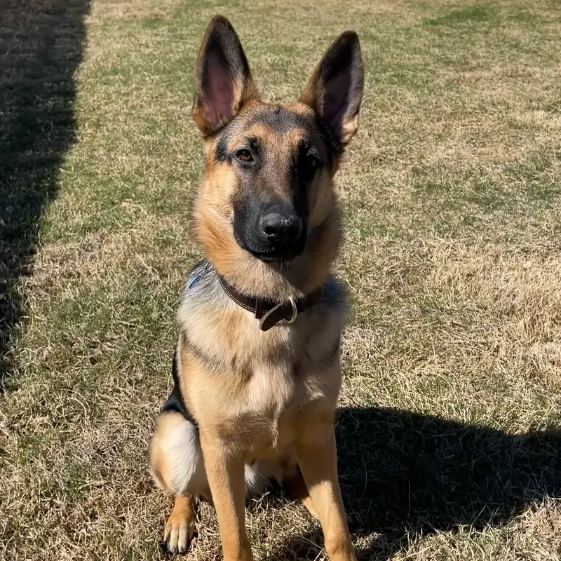 Chien berger portant un collier en cuir PureLeather™ Chien portant un collier en cuir PureLeather™ avec boucle métallique robuste