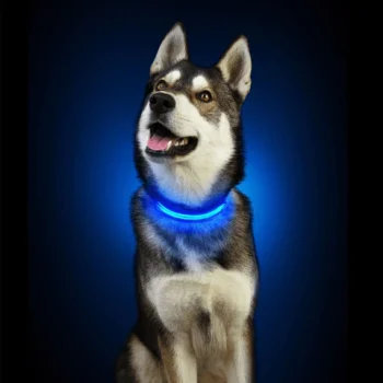 chien collier lumineux securite