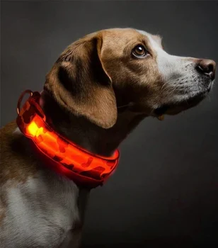collier lumineux chien led