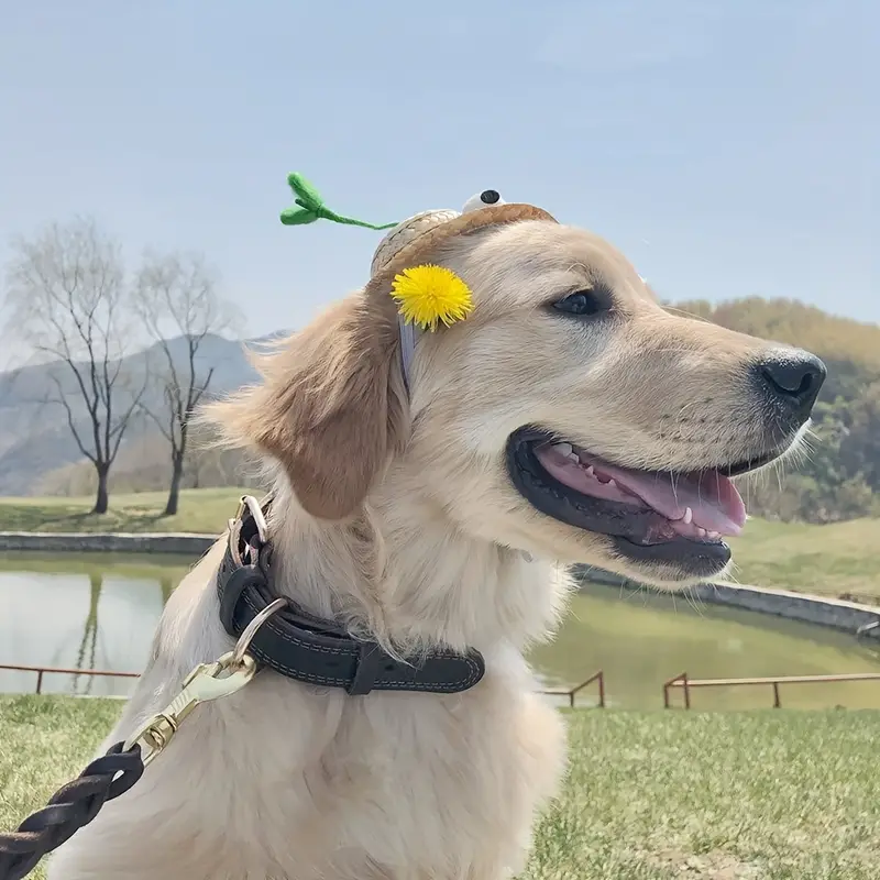 Chien portant un collier en cuir PureLeather™ Chien portant un collier en cuir PureLeather™ avec boucle métallique robuste