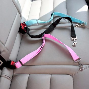 chien attaché sécurité voiture